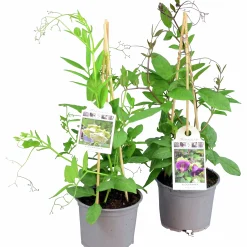 Klockranka lat. Cobaea scandens