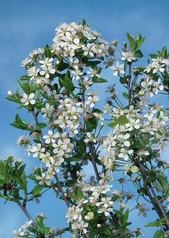 Klotkörsbär