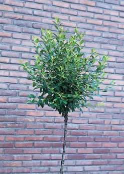 Klotkörsbär