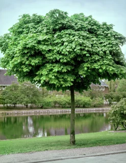 Klotlönn 'Globosum' Goliath Högstam Barrotad