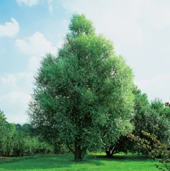 Klotpil Stamhöjd 100-120cm