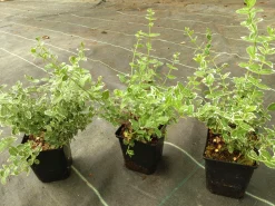 Klätterbenved 'Emerald Gaiety' Krukodlad