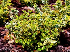 Klätterbenved 'Emerald'n'Gold' Krukodlad