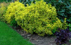 Klätterbenved 'Emerald'n'Gold' Krukodlad