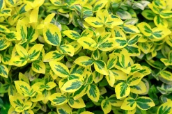 Klätterbenved 'Emerald'n'Gold' Krukodlad
