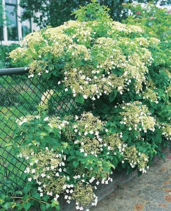 Klätterhortensia