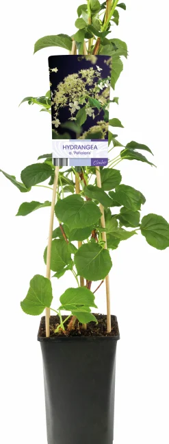 Klätterhortensia