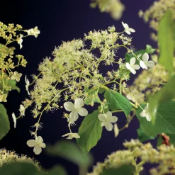 Klätterhortensia