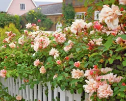 Klätterros 'Albertine' Barrotad