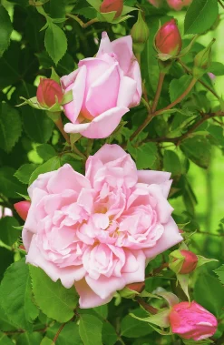 Klätterros 'Albertine' Barrotad