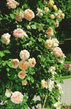 Klätterros 'Alchymist' Barrotad