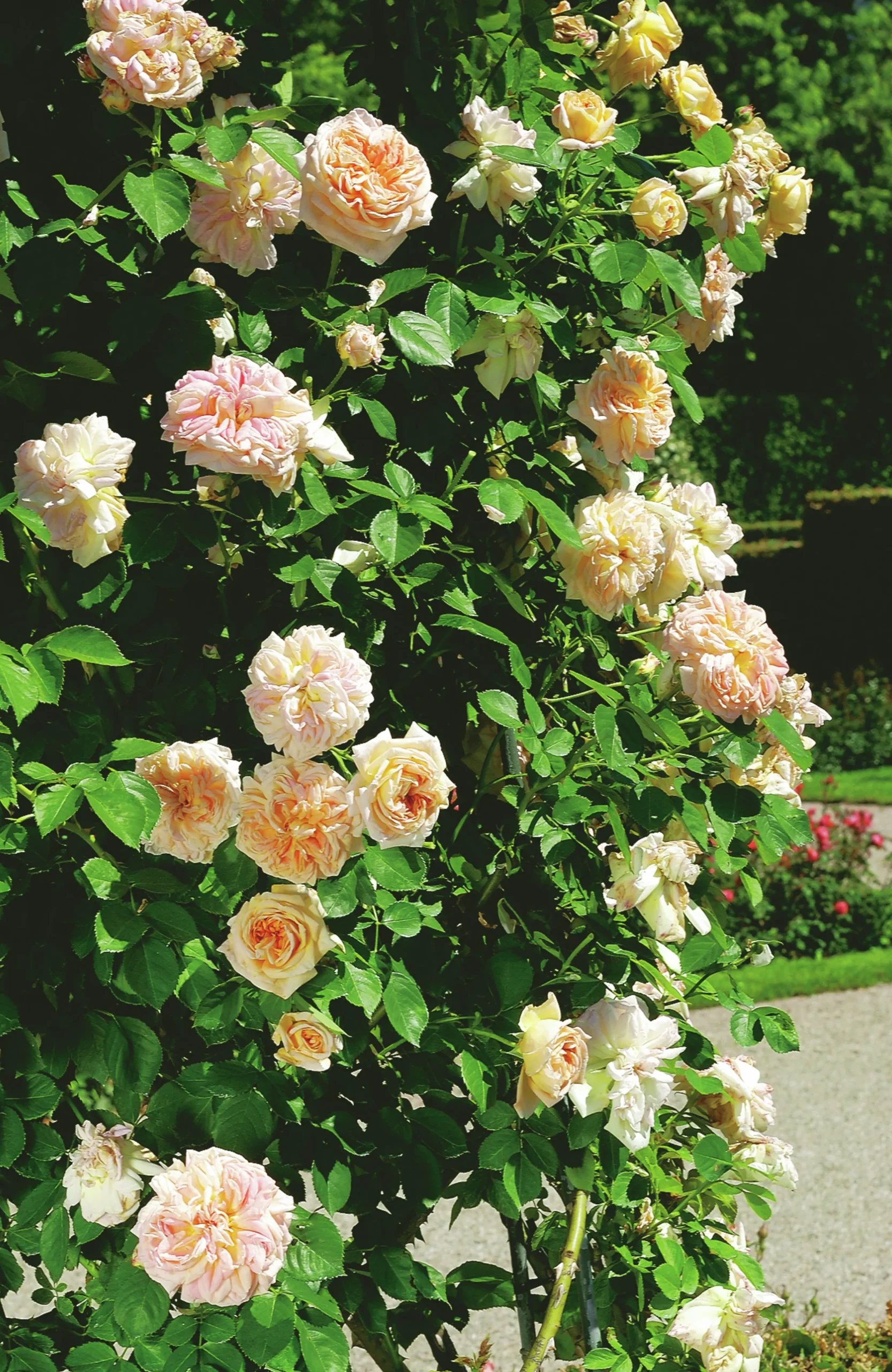 Klätterros 'Alchymist' Barrotad