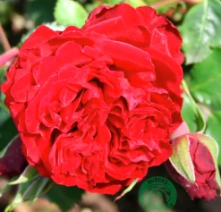 Klätterros 'Crazy in Love Red' Barrotad