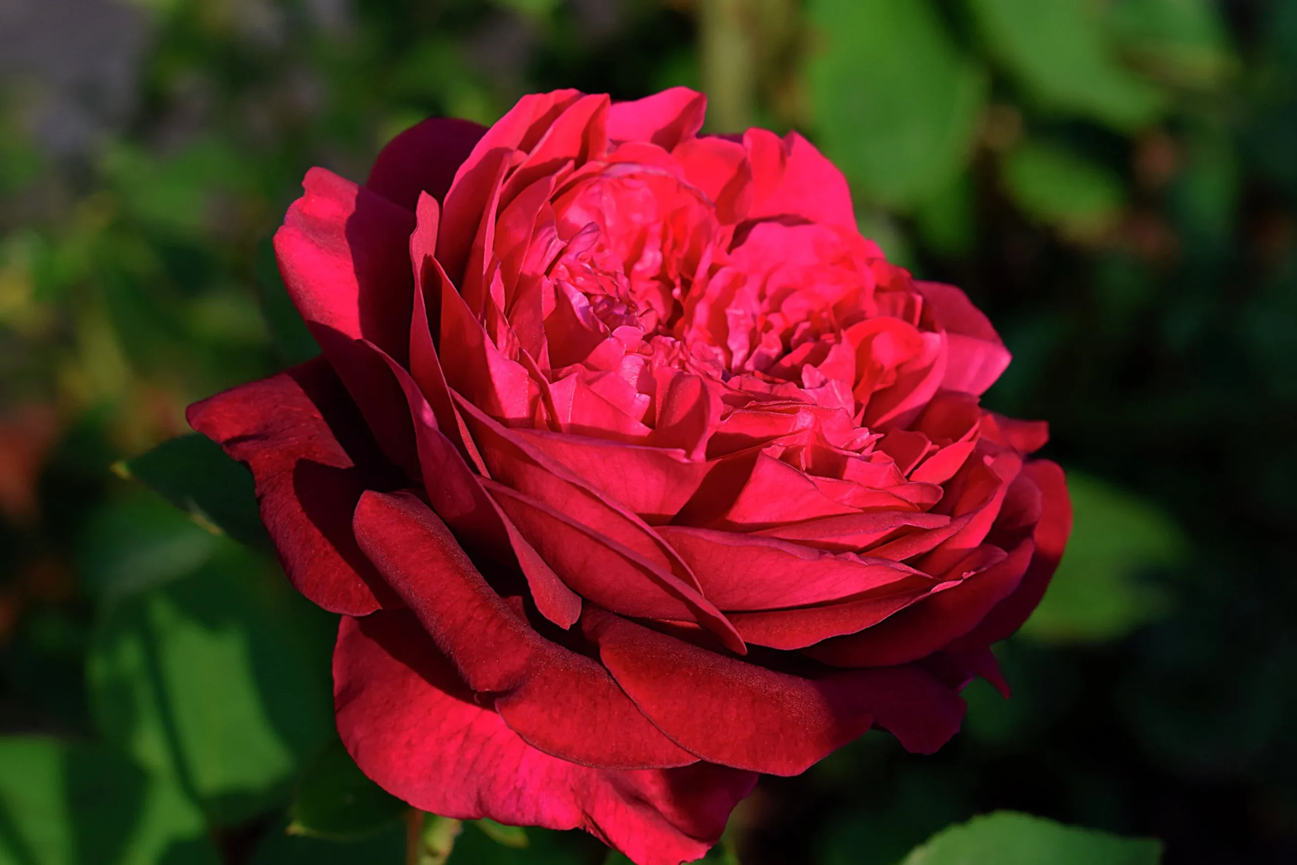 Klätterros 'Crazy in Love Red' Barrotad