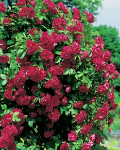 Klätterros 'Flammentanz' 'Korflata' Barrotad