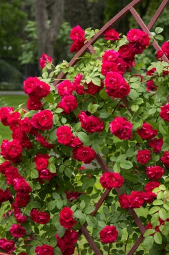 Klätterros 'Flammentanz' 'Korflata' Barrotad
