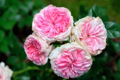 Klätterros 'Giardina' 'Tan97286' Barrotad