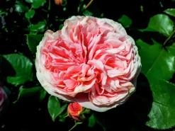 Klätterros 'Giardina' 'Tan97286' Barrotad
