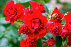 Klätterros 'Santana' 'Tanklesant' Barrotad