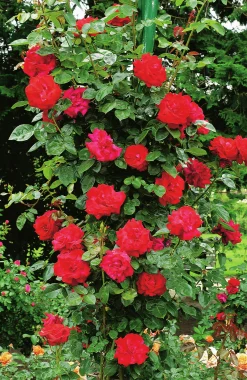 Klätterros 'Santana' 'Tanklesant' Barrotad
