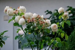 Klätterros 'Uetersener Klosterrose' 'Tan99176' Barrotad