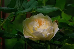 Klätterros 'Uetersener Klosterrose' 'Tan99176' Barrotad