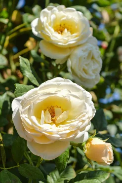 Klätterros 'Uetersener Klosterrose' 'Tan99176' Barrotad