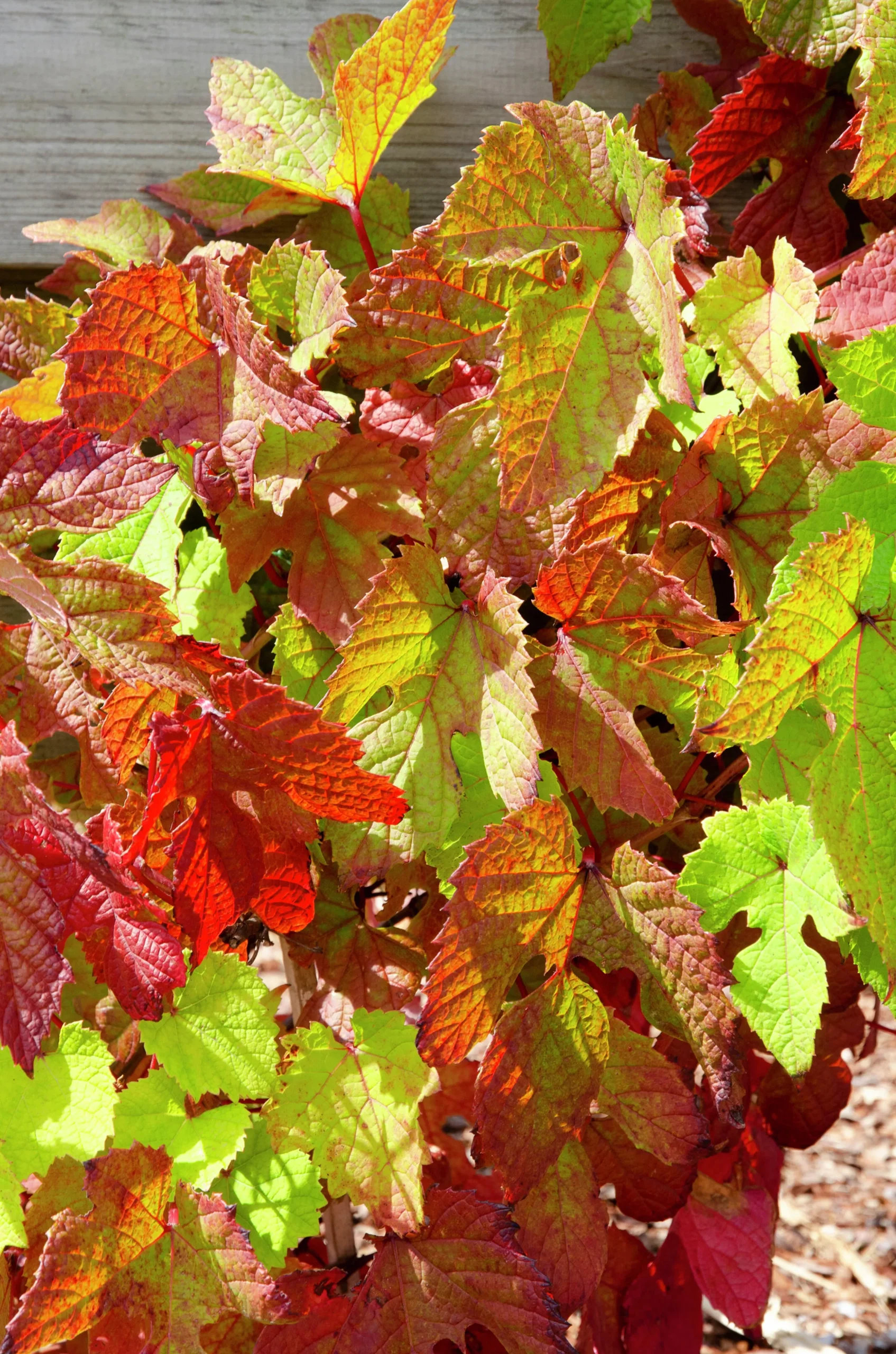 Klätterväxer Mix 12cm kruka