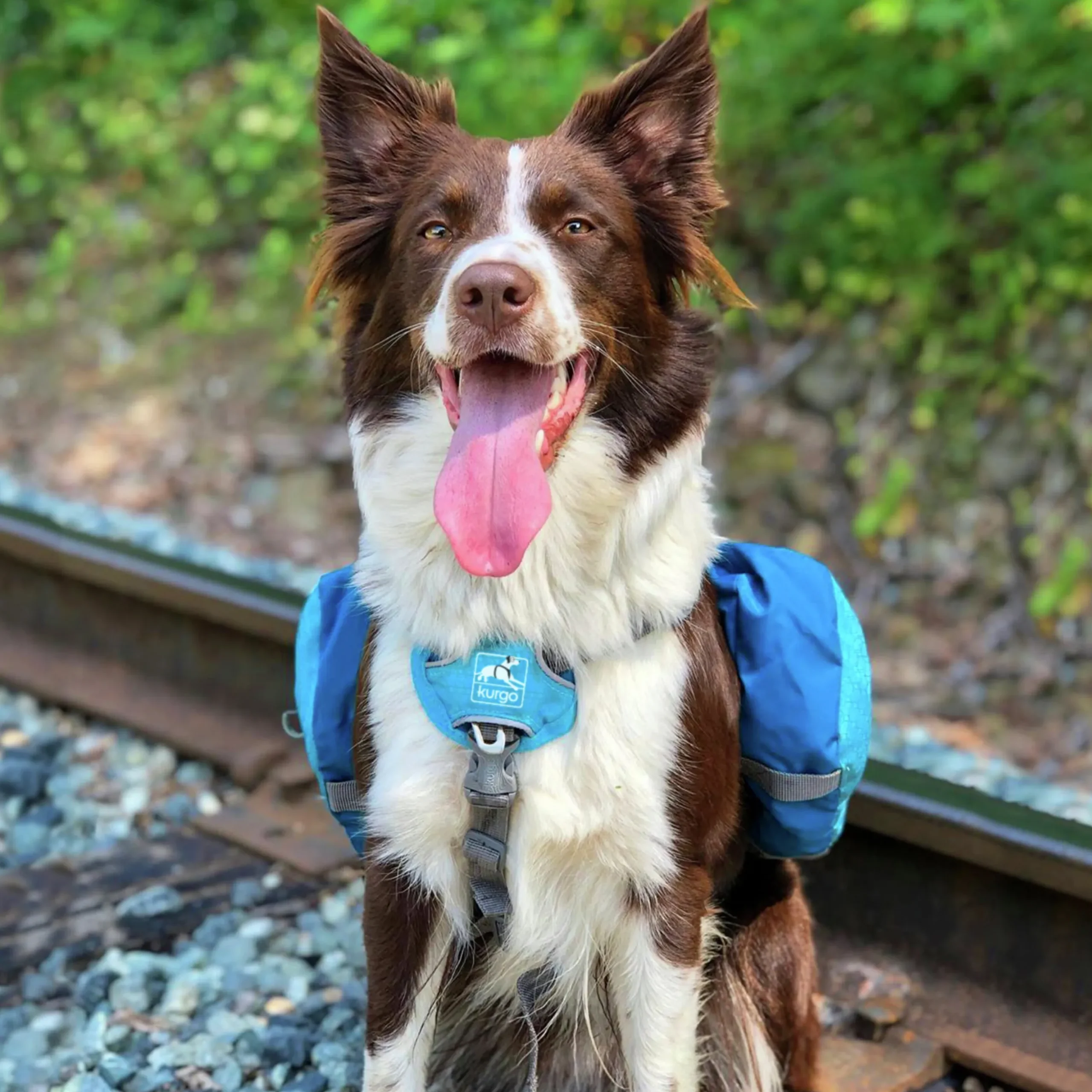 Klövjeväska Kurgo Baxter Blå M 12-40kg