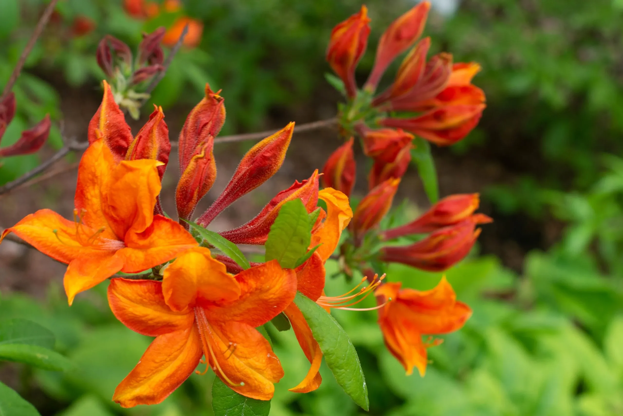 Knaphill Azalea 'Golden Eagle'