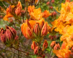 Knaphill Azalea 'Klondyke'