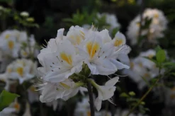 Knaphill Azalea 'Persil'