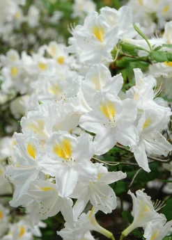 Knaphill Azalea 'Persil'