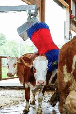 Koborste Kerbl HappyCow Maxiswing