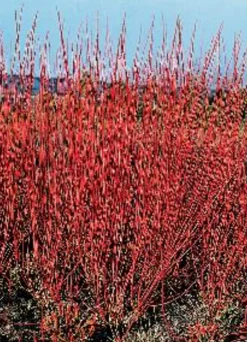 Korallkornell 'Sibirica' Krukodlad