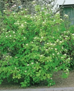 Korallkornell 'Sibirica' Krukodlad
