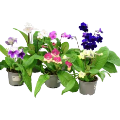 Kornettblomma lat. Streptocarpus x hybridus