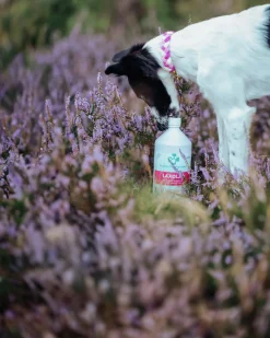 Kosttillskott Svenska DjurApoteket Laxolja 1000ml