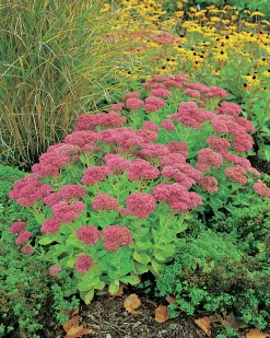 Kärleksört 'Herbstfreude'
