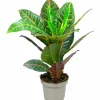 Kroton Petra 14cm