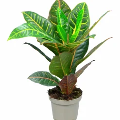 Kroton Petra 14cm