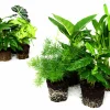 Krukväxter Gröna Mix