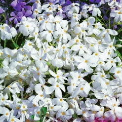 Krypflox 'Alba'