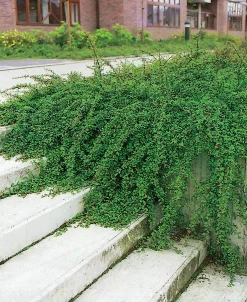 Krypoxbär 'Skogholm' Krukodlad