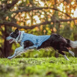 Kylväst Hund Kurgo Core Grå