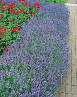 Lavendel 'Hidcote'