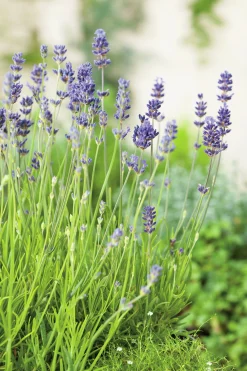 Lavendel 'Munstead' 2L