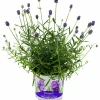 Lavendel Thumbelina
