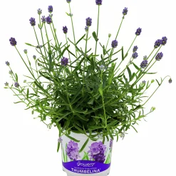 Lavendel Thumbelina
