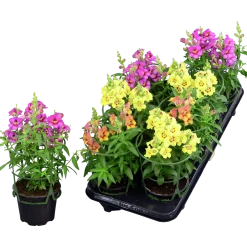 Lejongap lat. Antirrhinum majus